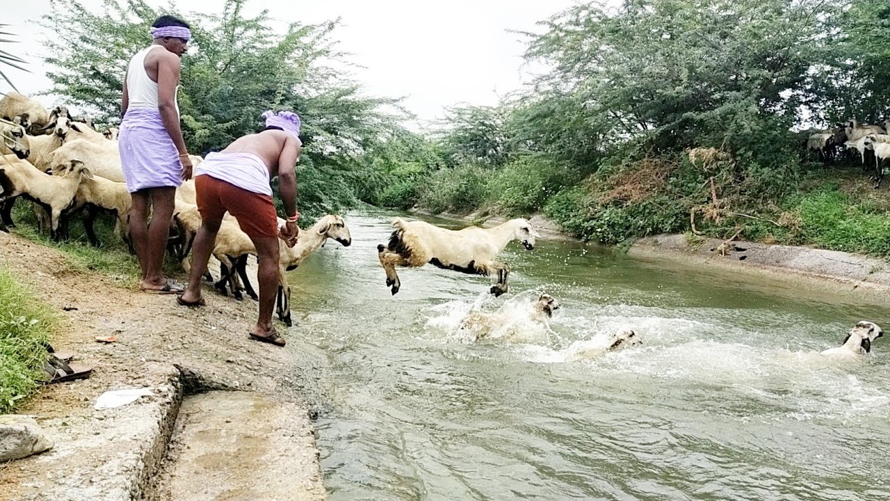 sheep swimming river crossing-sheep jumping into the river-how sheep farmers having trouble crossing