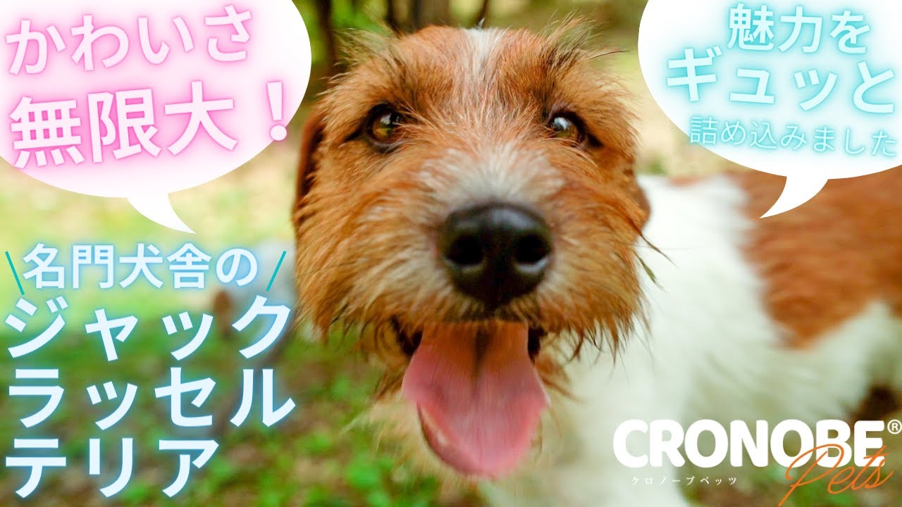 ジャック・ラッセル・テリアのかわいさ・魅力をぎゅっと詰め込みました！