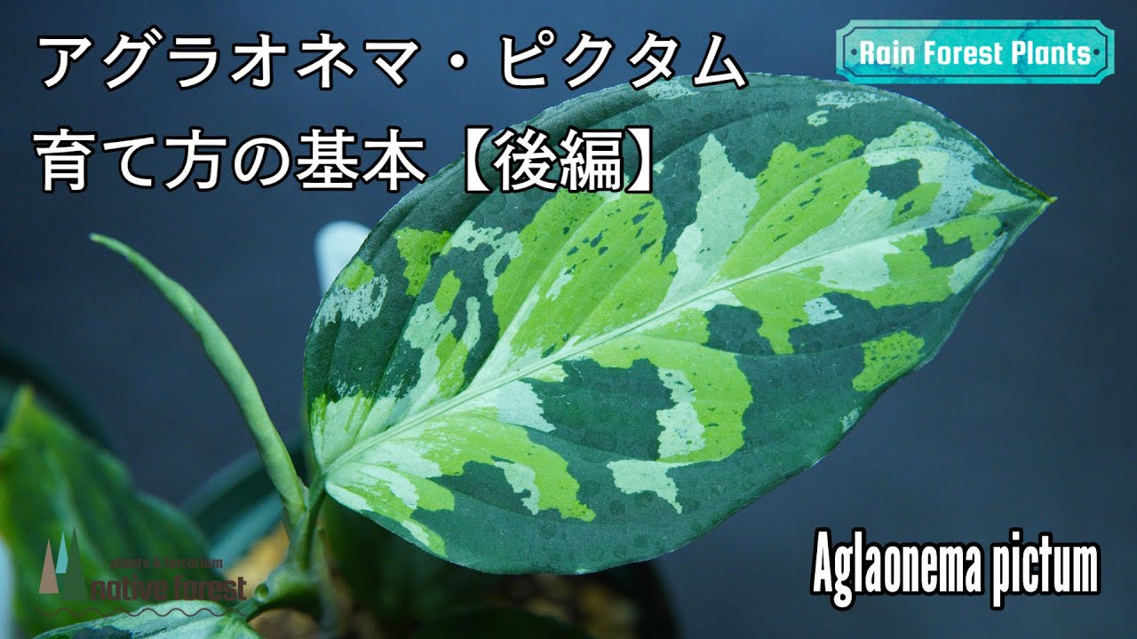 【後編】アグラオネマ・ピクタムの育て方の基本