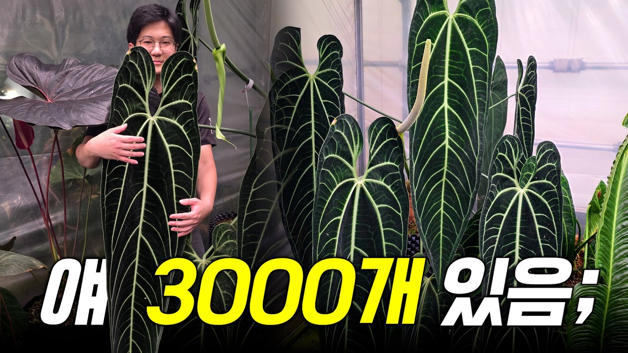 🔔나눔 이벤트🔔 약속 지키러 왔습니다 ㅣ 와로퀘아넘 파종 근황