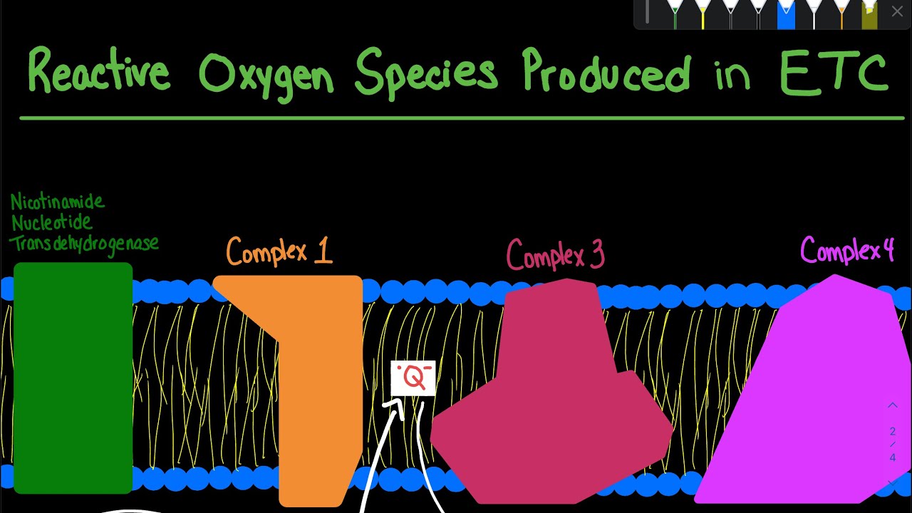 Reactive Oxygen Species Formation in the Mitochondria and Defence Mechanism | Biochemistry