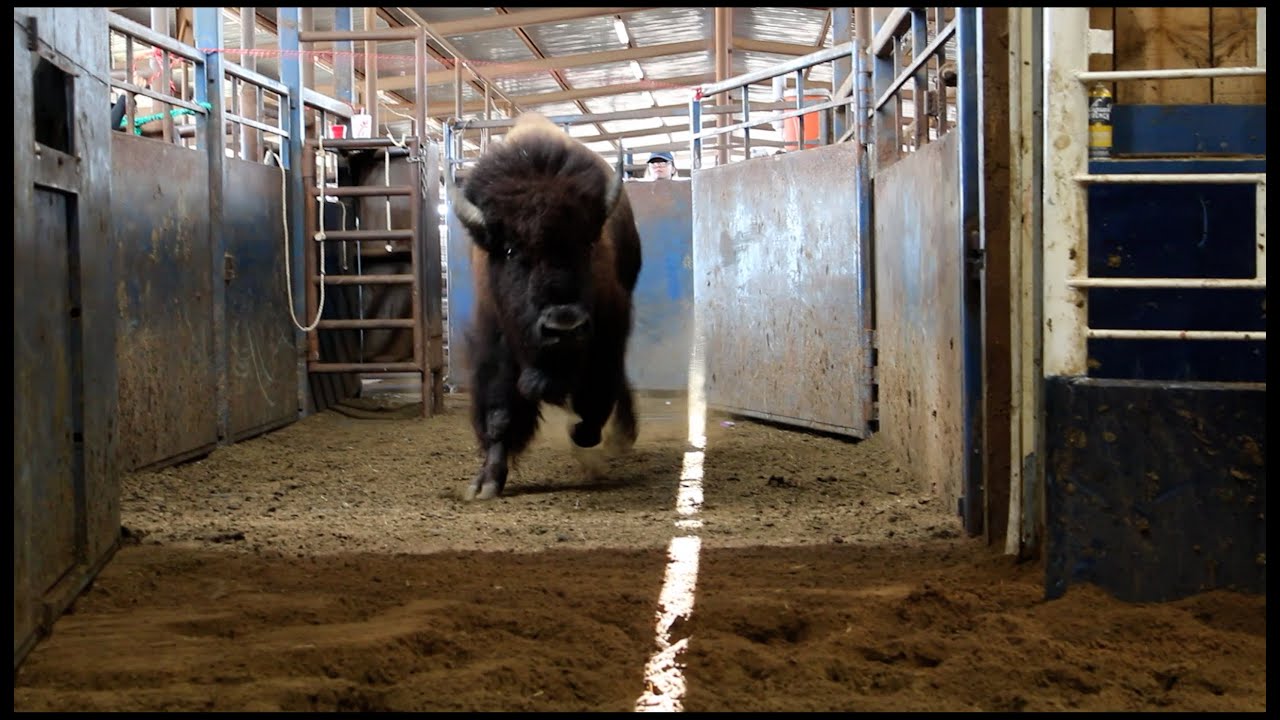 WHAT IS A BISON SALE???