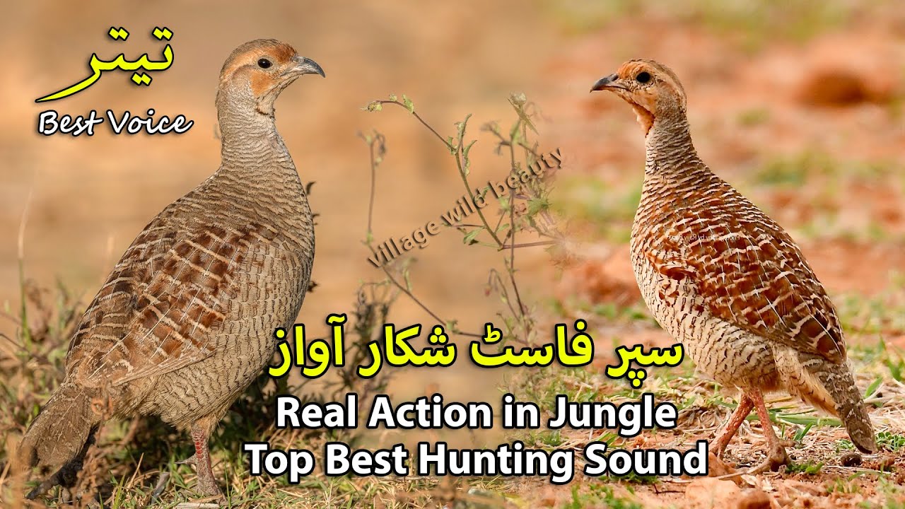 Real Action in Jungle | Top Best Hunting Sound | Jungle Teetar Super Fast Shikar ki Awaz