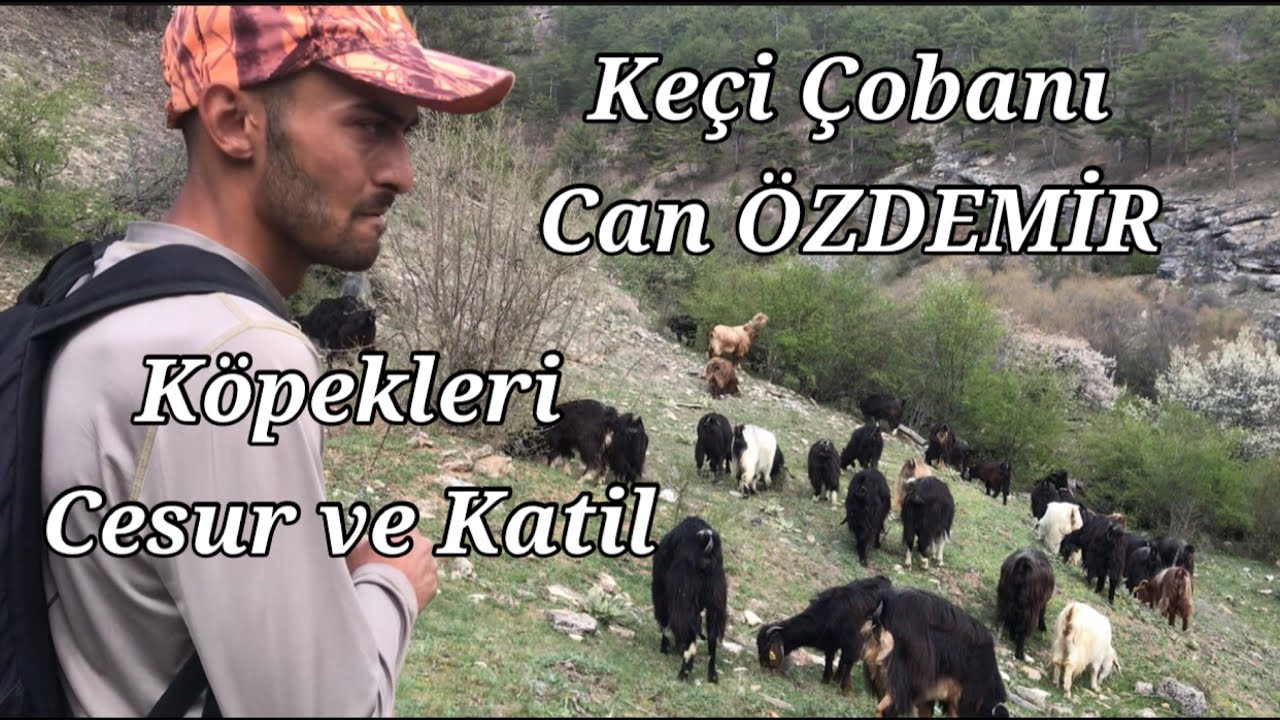KEÇİ SEVDASINA ADANMIŞ GENÇ BİR HAYAT