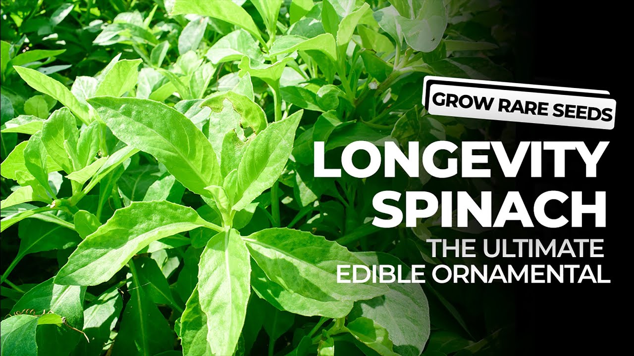 GROW RARE SEEDS | Longevity Spinach: The Ultimate Edible Ornamental!