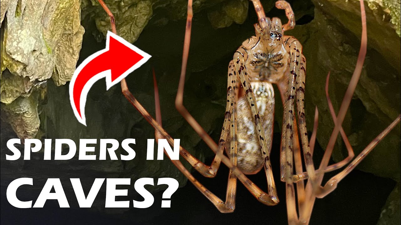These CREEPY and ANCIENT Spiders Live in CAVES!? - The Lampshade Spider