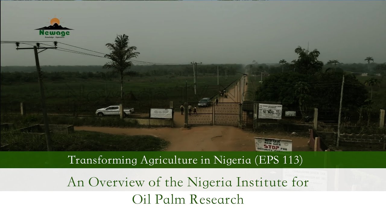 EPS 113 || An Overview of the Nigeria Institute for Oil Palm Research