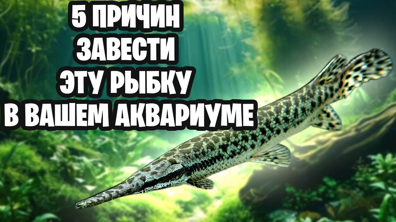 ПАНЦИРНАЯ ЩУКА — ЖИВАЯ ИКОНА АКВАРИУМА