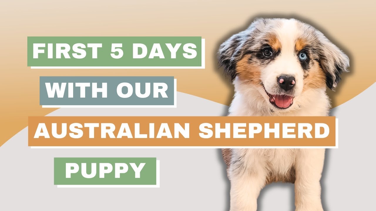 First 5 Days with our Australian Shepherd Puppy