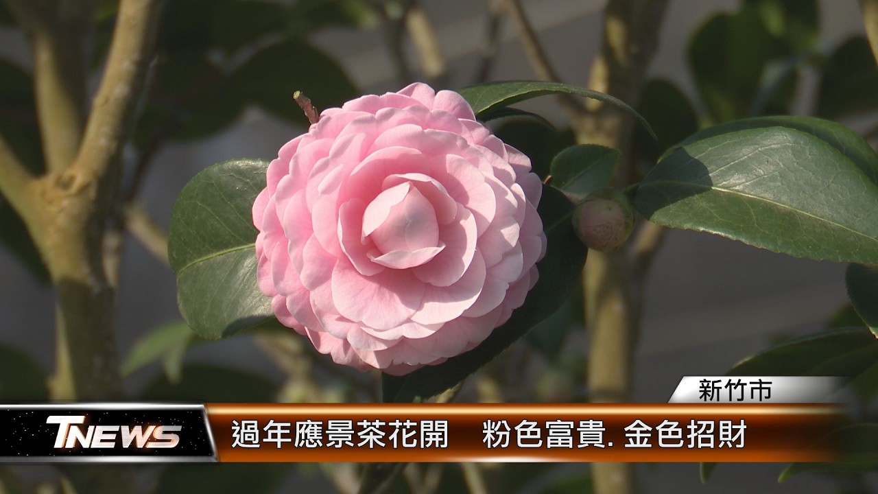 過年應景茶花開  粉色富貴.金色招財│T-NEWS聯播網