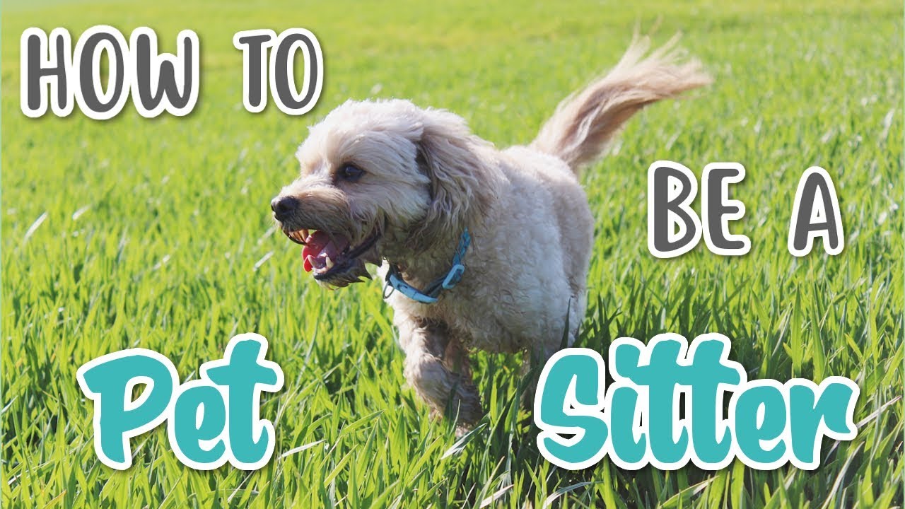 HOW TO BE A PET SITTER