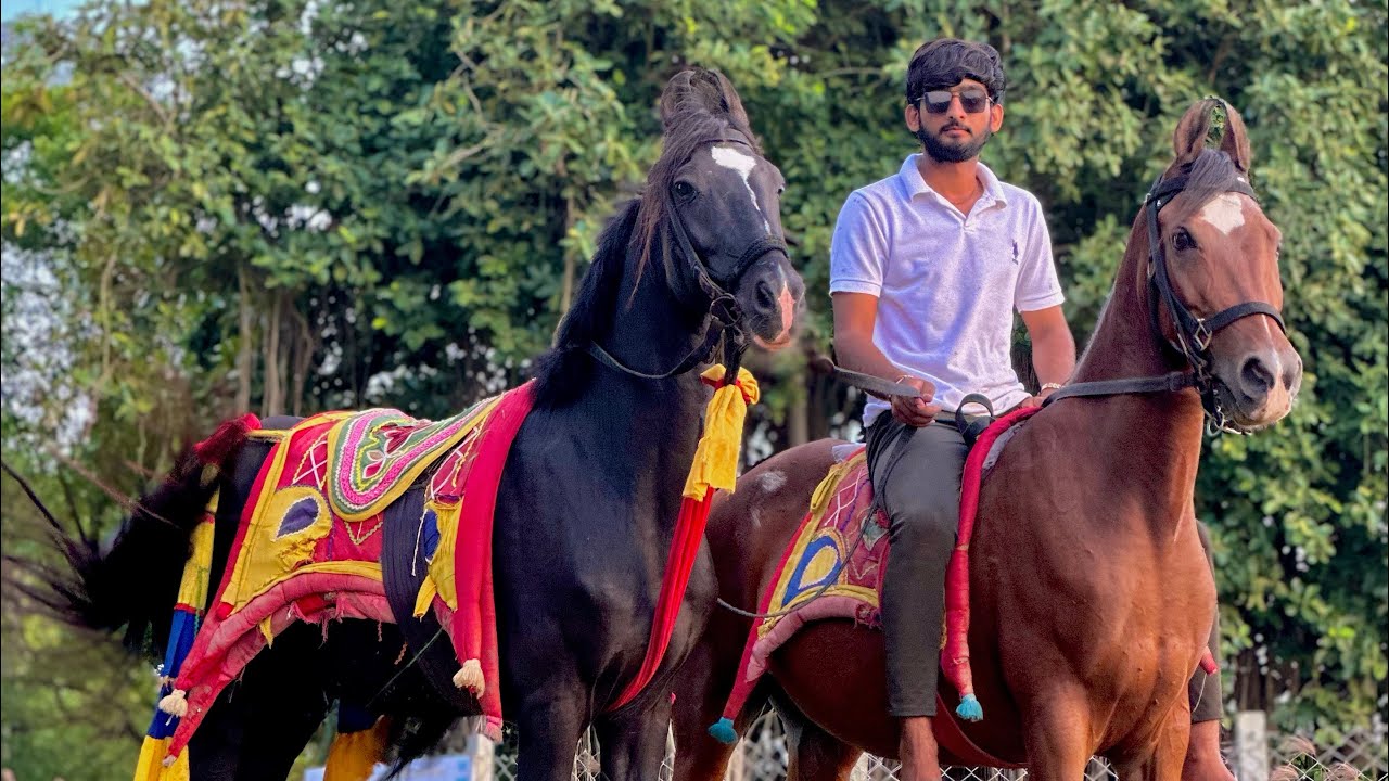 Aaj to hmne hamare 2 ghodo ki race lagadi 😍