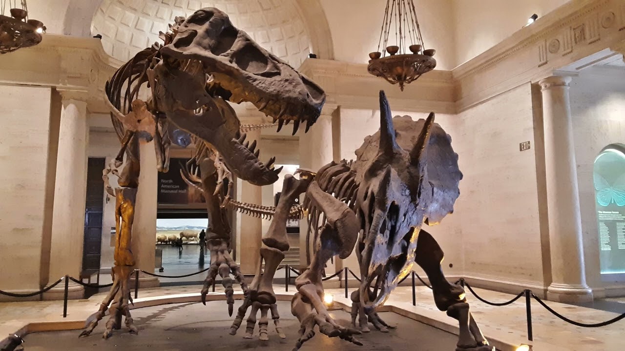 Natural History Museum - T-Rex & Triceratops Dinosaurs in Battle 공룡 | ASMR for Relaxation Reading