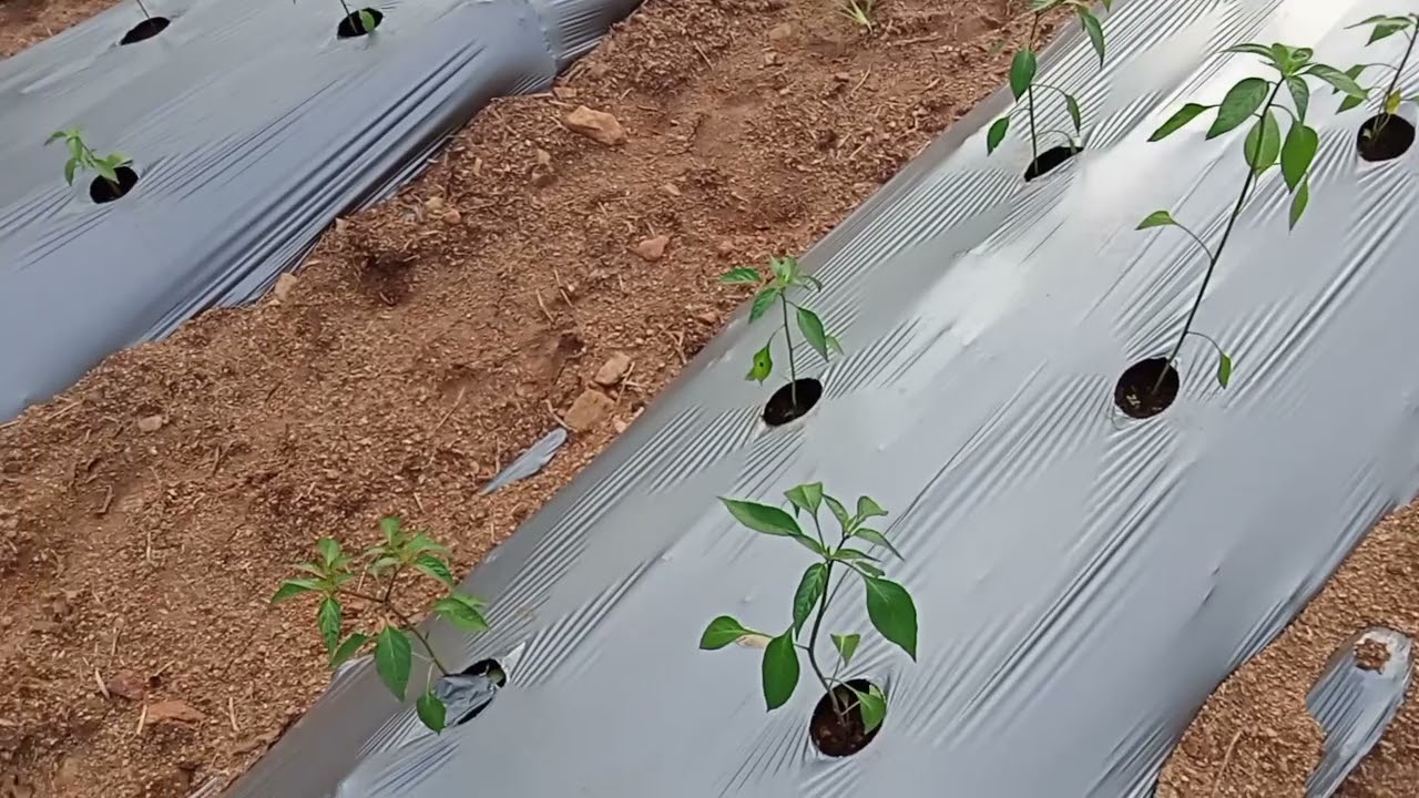 Chilly cultivation on mulching sheet, transplanted on August 16