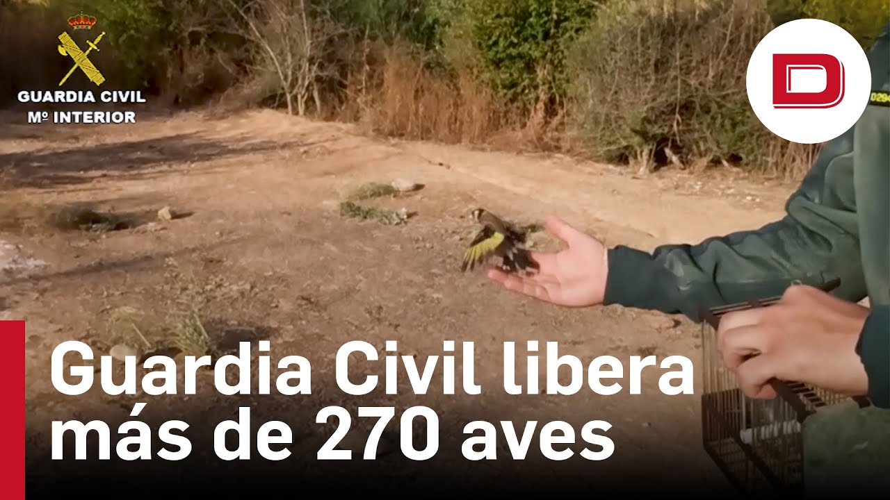 La Guardia Civil libera más de 270 aves capturadas ilegalmente en Valencia