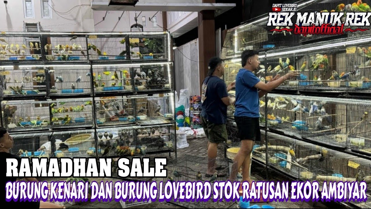 RAMADHAN SALE !!! BURUNG KENARI DAN BURUNG LOVEBIRD STOK RATUSAN EKOR AMBIYAR