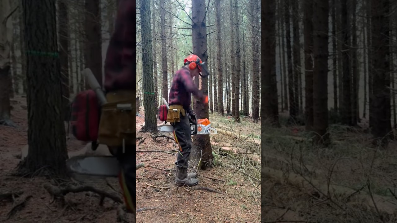WHY YOU SHOULD NEVER CUT A TREE LIKE THIS! #shorts #diy #youtubeshorts