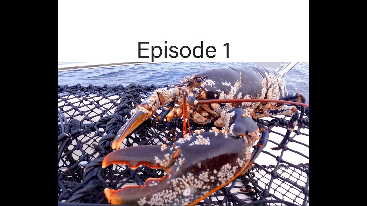 Catching giant lobster off the coast of Norway during lobsterseason. Hummerfiske 2021 Kristiansand