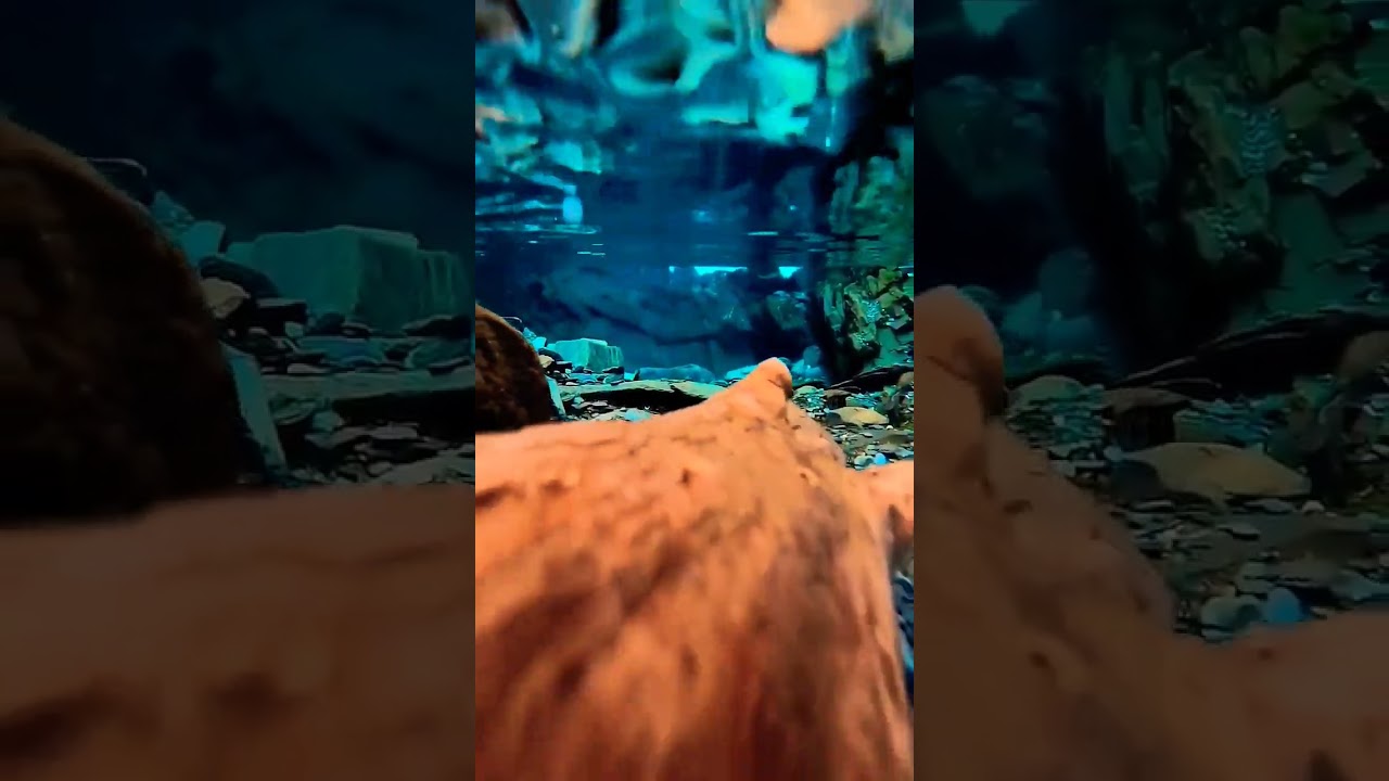 Underwater view HD #refreshing #shortsfeed #calm #trendingshorts #riverambience #viralshort 🕊️
