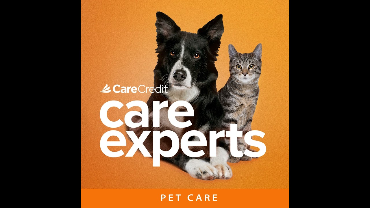 Tips for Flying with Pets with Pet Travel Expert, Dr. Nelva Bryant​