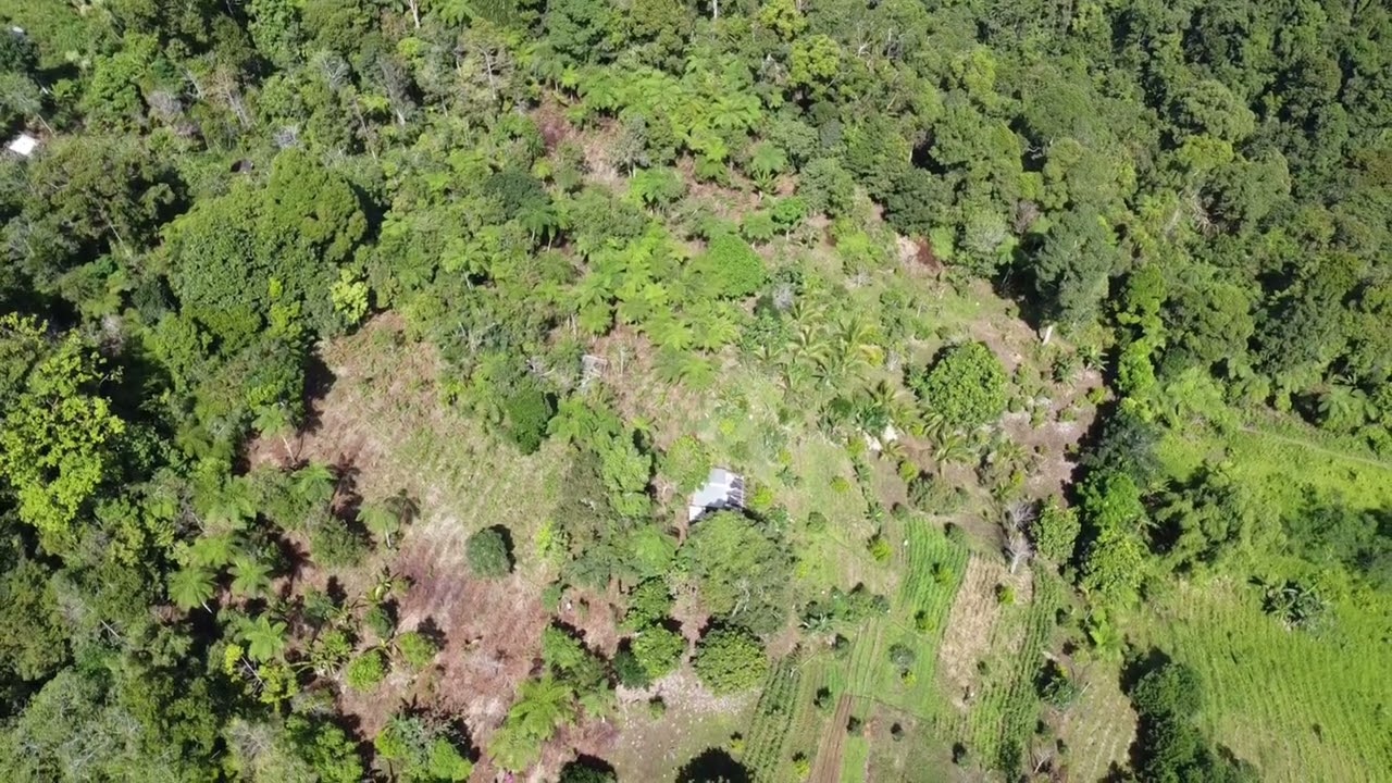 Unseen Toril: BIR Tree Planting Site Eden