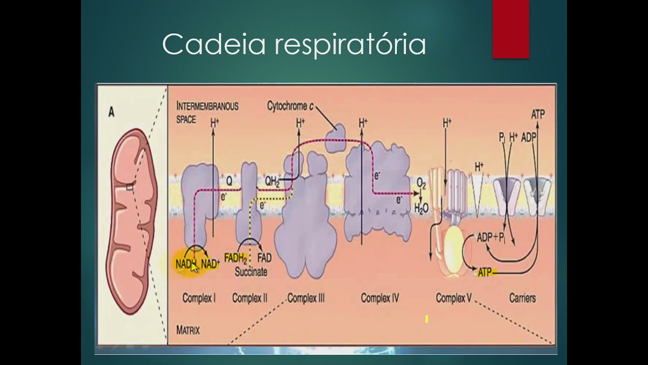 BIOENEGÉTICA - AULA 3:  RESPIRÇÃOI CELULAR RESCADEIA RESPIRATÓRIA