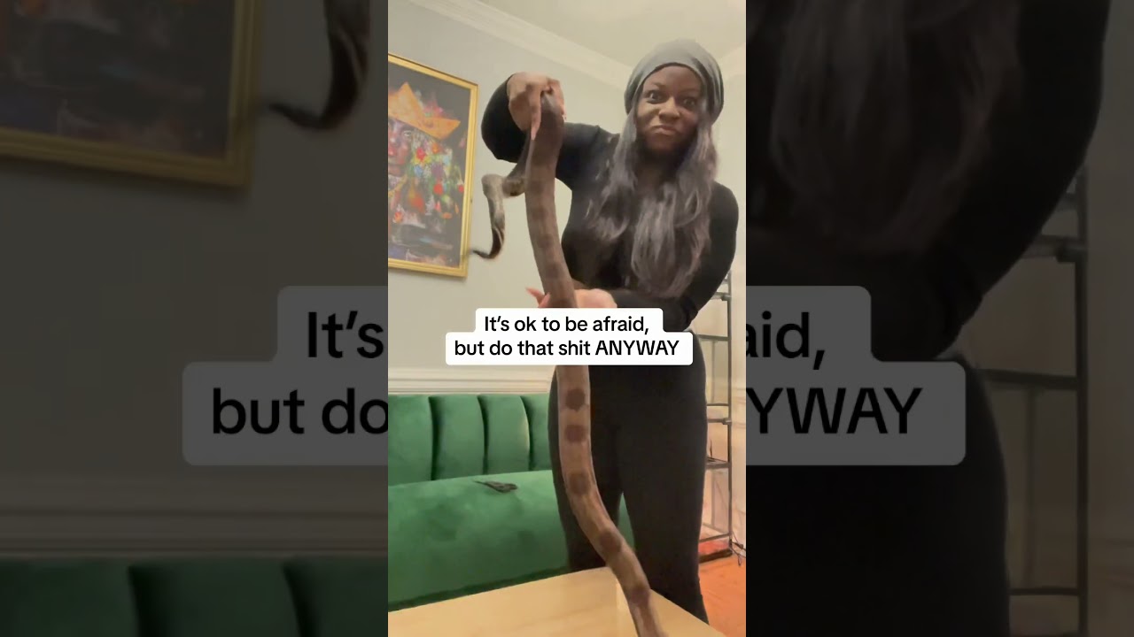 Unboxing my first adult Boa Constrictor!
