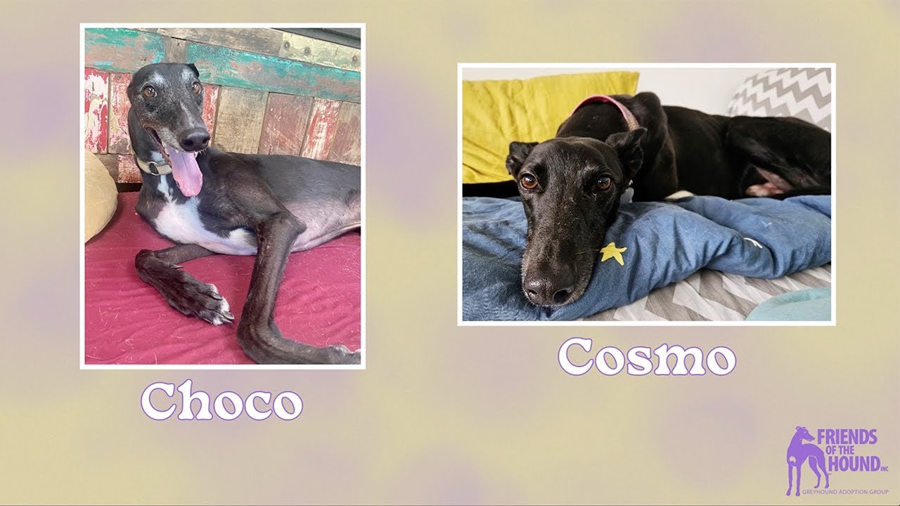 Class of 2025 - Greyhound Adoptions - Friends of the Hound