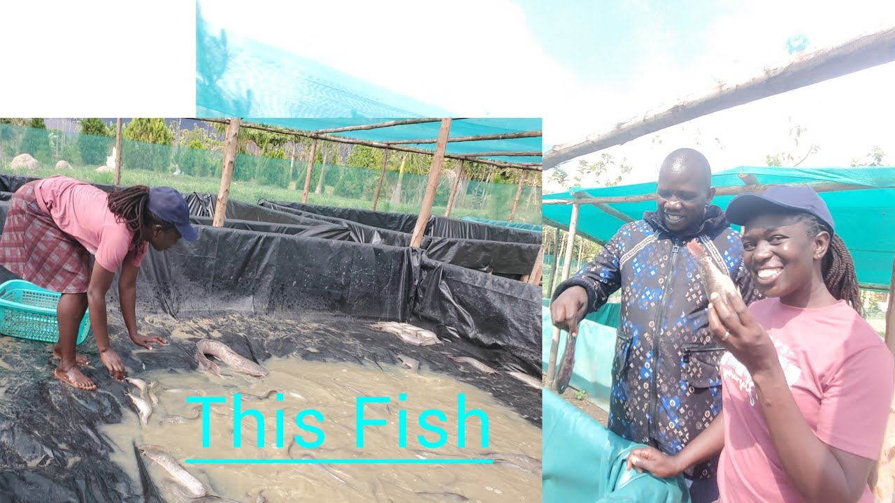 How He does FISH Farming in a Cheapest way possible and earn Millions (part 1)