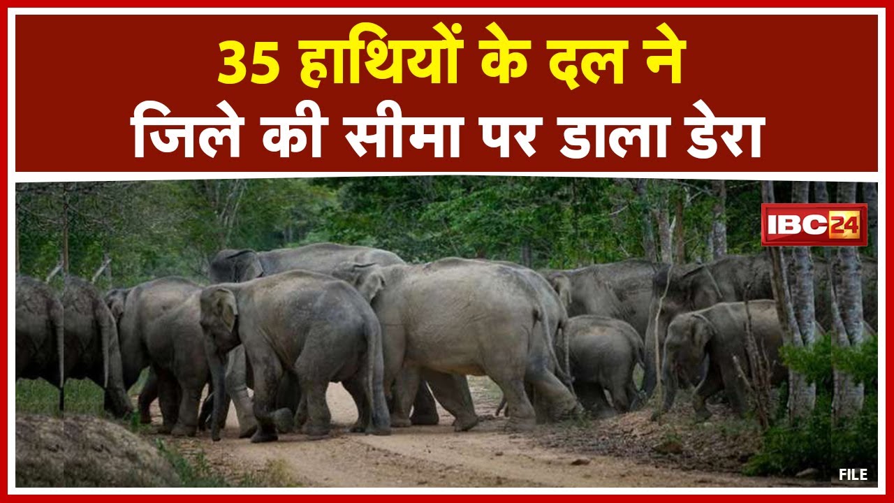 Pendra Elephant News : पेंड्रा में हाथियों ने डाला डेरा | किसानों की फसल को पहुंचाया नुकसान