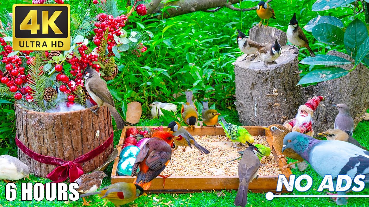 Engaging Cat TV for the Holidays 😸 Birds & Squirrels on a Winter Garden Wall 🐿️ No Ads 4K