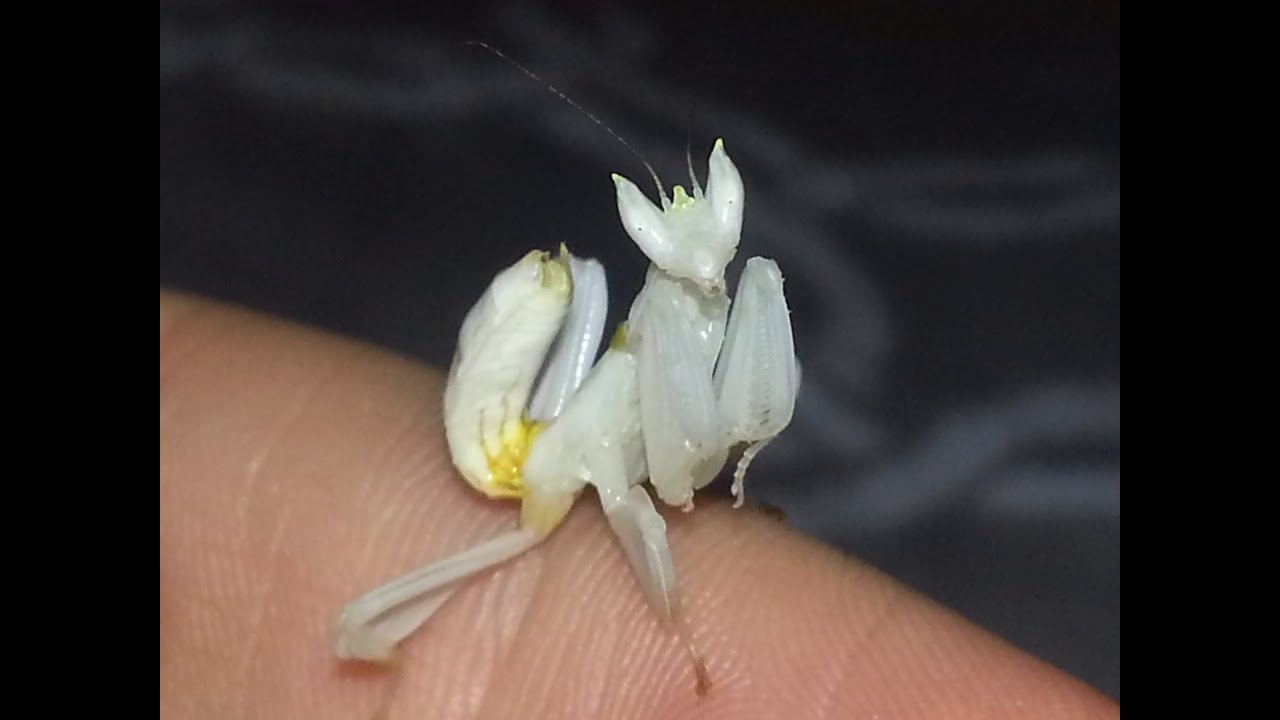 Hymenopus Coronatus- Orchid Mantis Handling