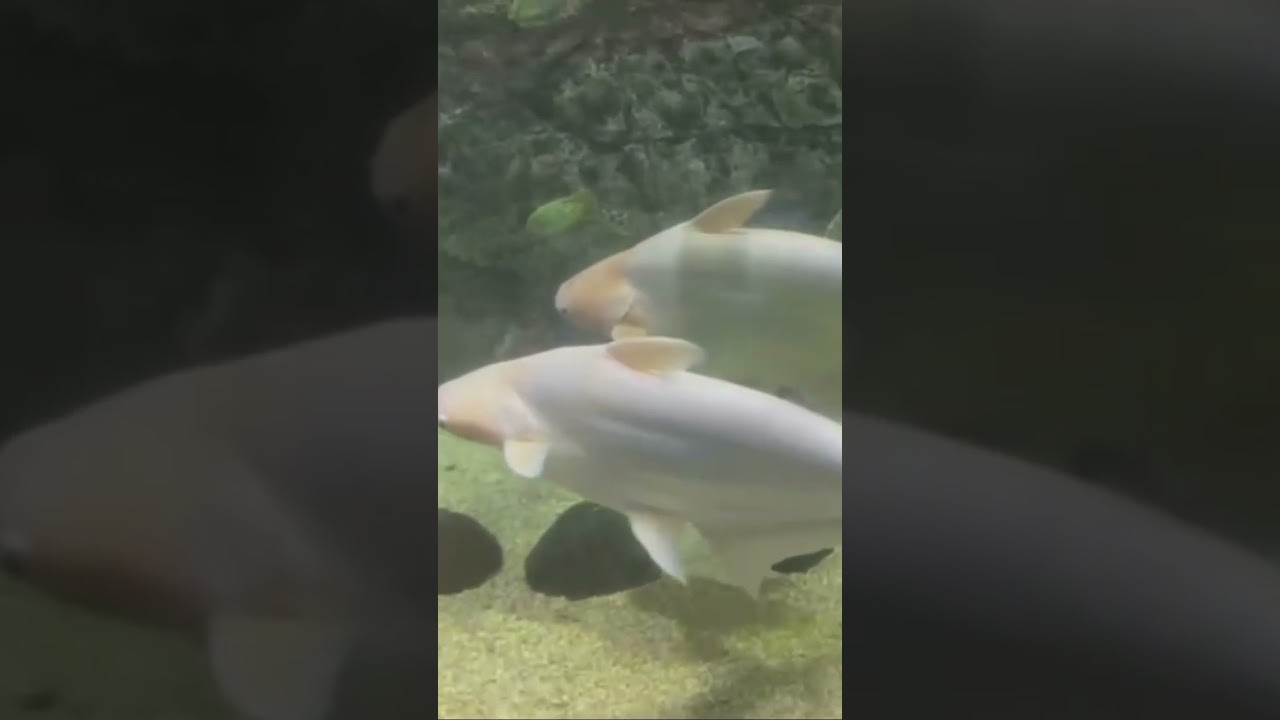 Tibur&oacute;n pangasio albino