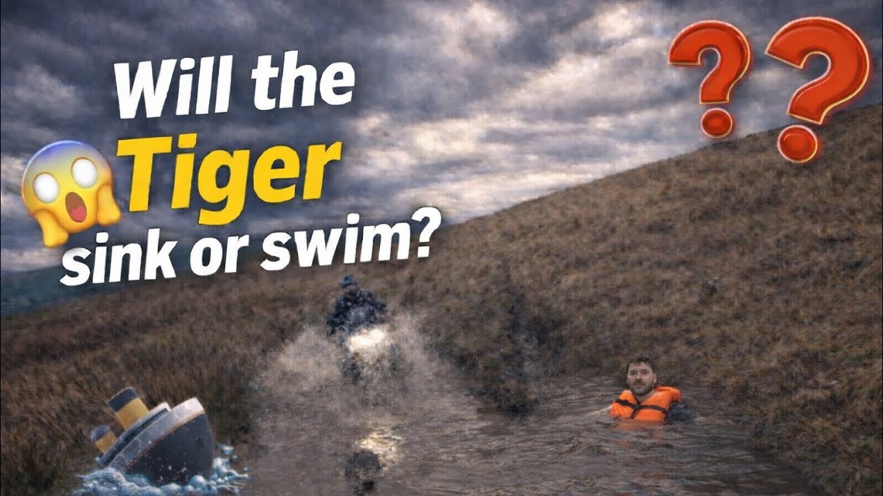 Will The Tiger Sink Or Swim? Pentrefoelas greenlane