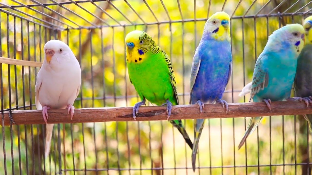6 hours of budgie sounds to encourage your parrot to eat and sing Budgies Singing