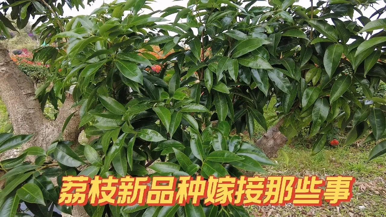 荔枝新品種（紅美人，冰荔）嫁接那些事，小枝癒合好，癒合快   Those things about grafting new lychee varieties (Hongmeiren, Bingli)