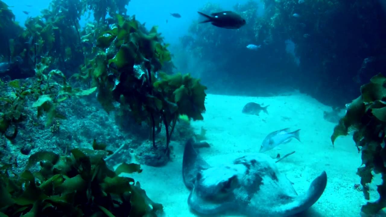 Trimix diving to 60m at Poor Knights Islands, New Zealand
