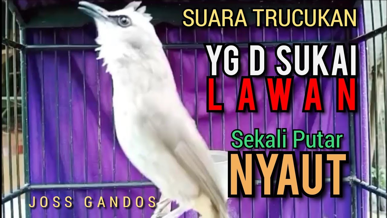 Suara Trucukan TERBAIK YG D SUKAI LAWAN SEKALI PUTAR SEMUA TRUCUKAN NYAUT MENYAMBAR ‼️