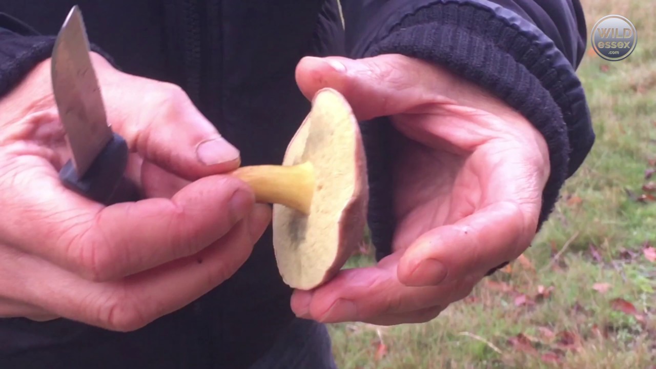 LARGEST EVER WILD MUSHROOM CROP AFTER FULL, HUNTER'S MOON ON OCTOBER 13 2019, RAIN AND 14oC – PART 2