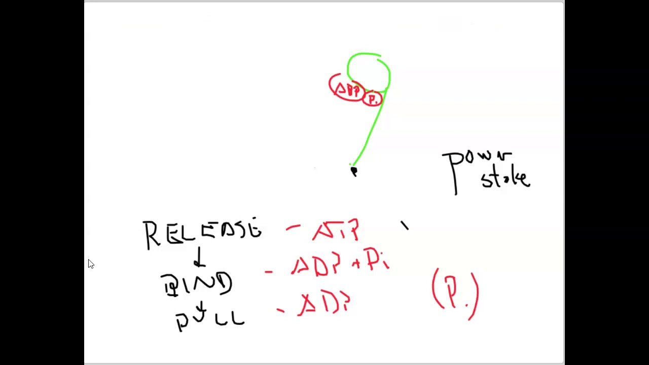 Myosin, Actin, the Power Stroke and Muscle Contractions