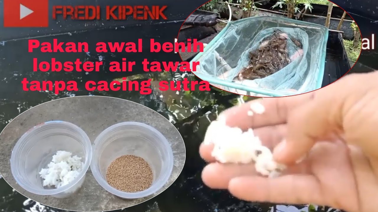Cara Pemberian pakan Anakan Lobster Baru Lepas Gendongan Tanpa Cacing Sutra, Sukses Tanpa Aerator