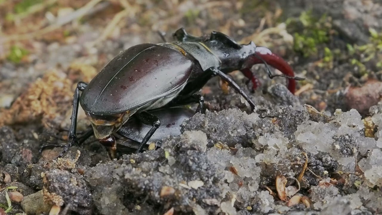 Vliegend Hert , Stag Beetle,  Hirschkäfer,  Lucane cerf-volant , Lucanus cervus-
