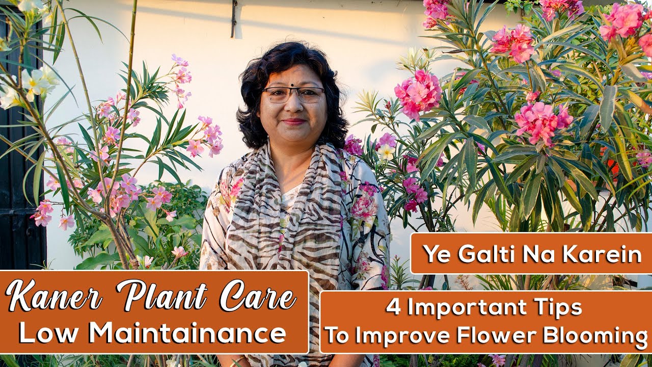 Kaner / Oleander Plant Care | Low Maintainance | 4 Important Tips | Meri Bagiya Mera Pyaar