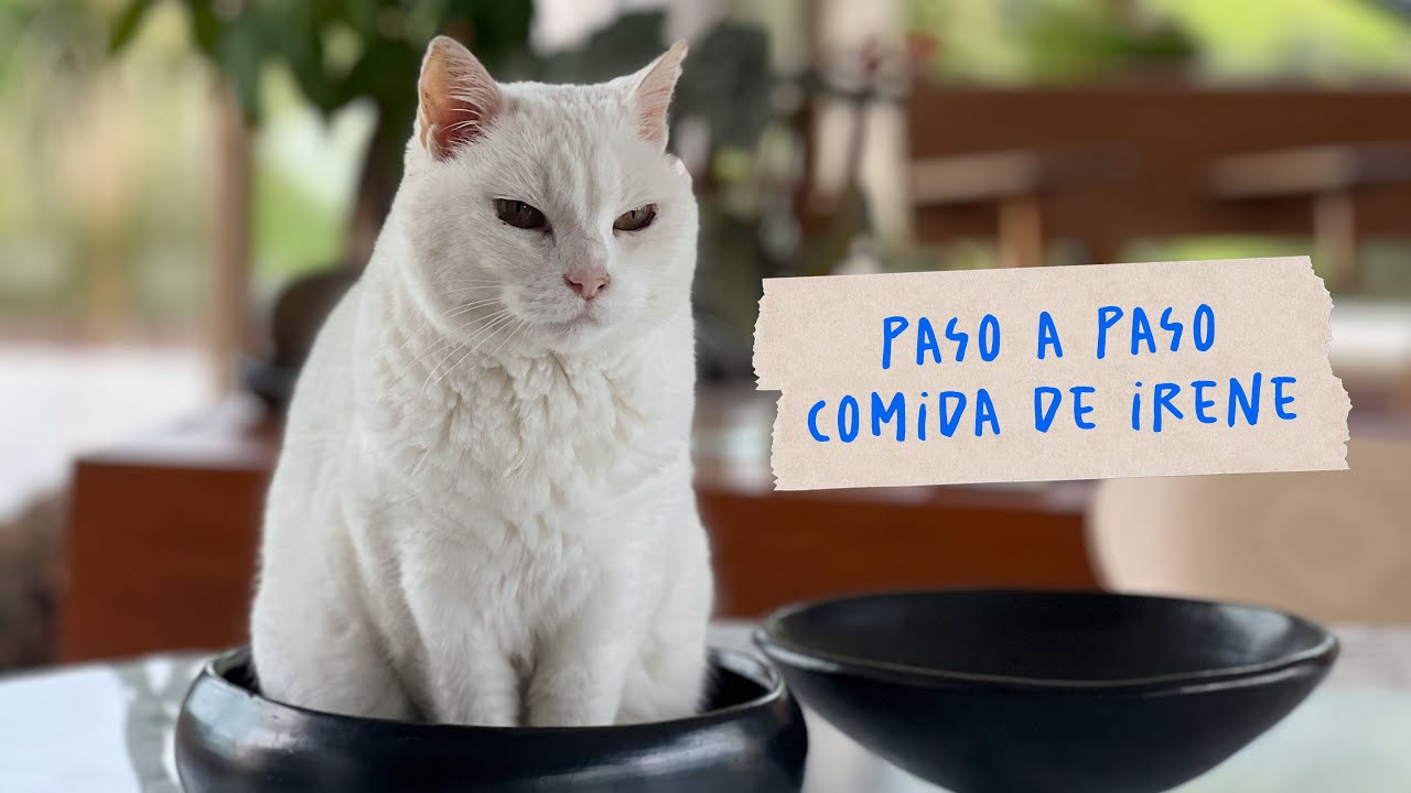 Receta casera para mi gata