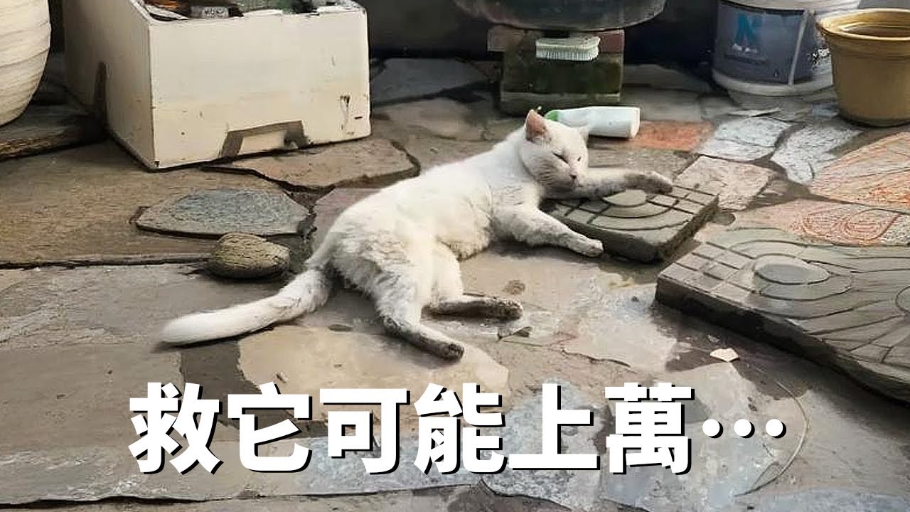 常餵的流浪貓躺在地上奄奄一息，成群蒼蠅不速而至...