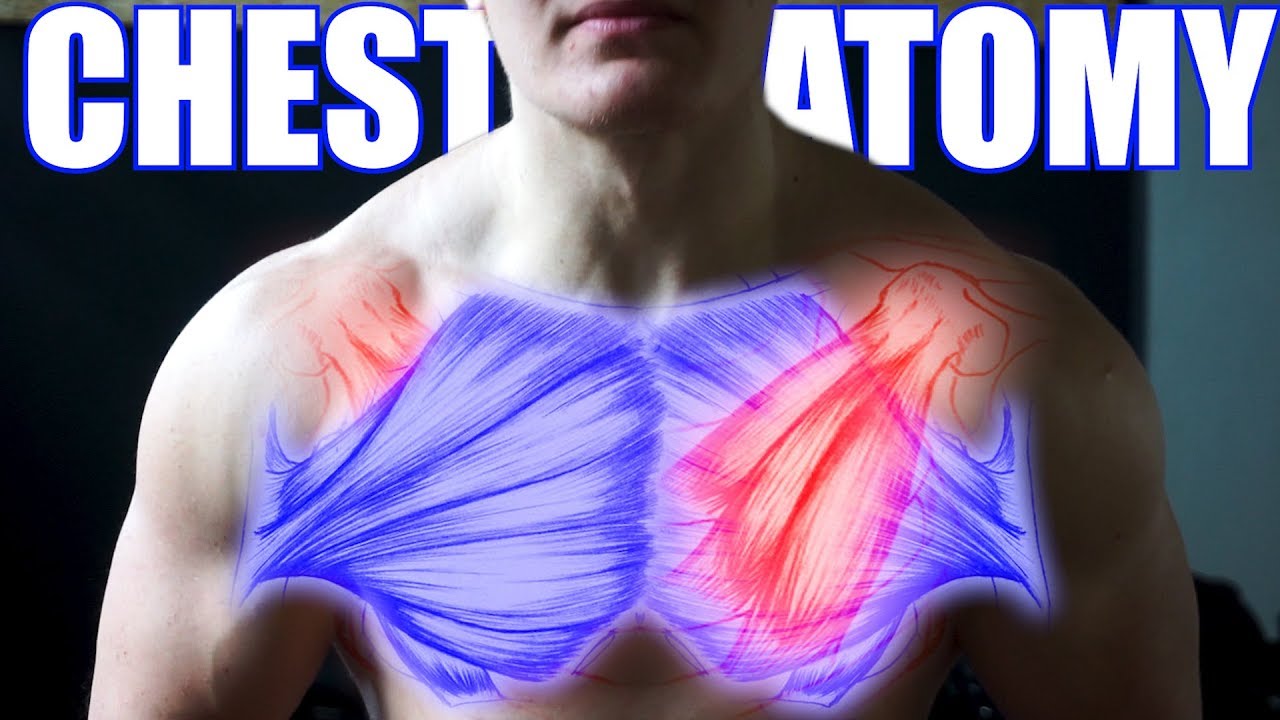 ΧΤΙΣΕ ΜΕΓΑΛΟ ΣΤΗΘΟΣ (ΣΕΙΡΑ ΑΝΑΤΟΜΙΑΣ)