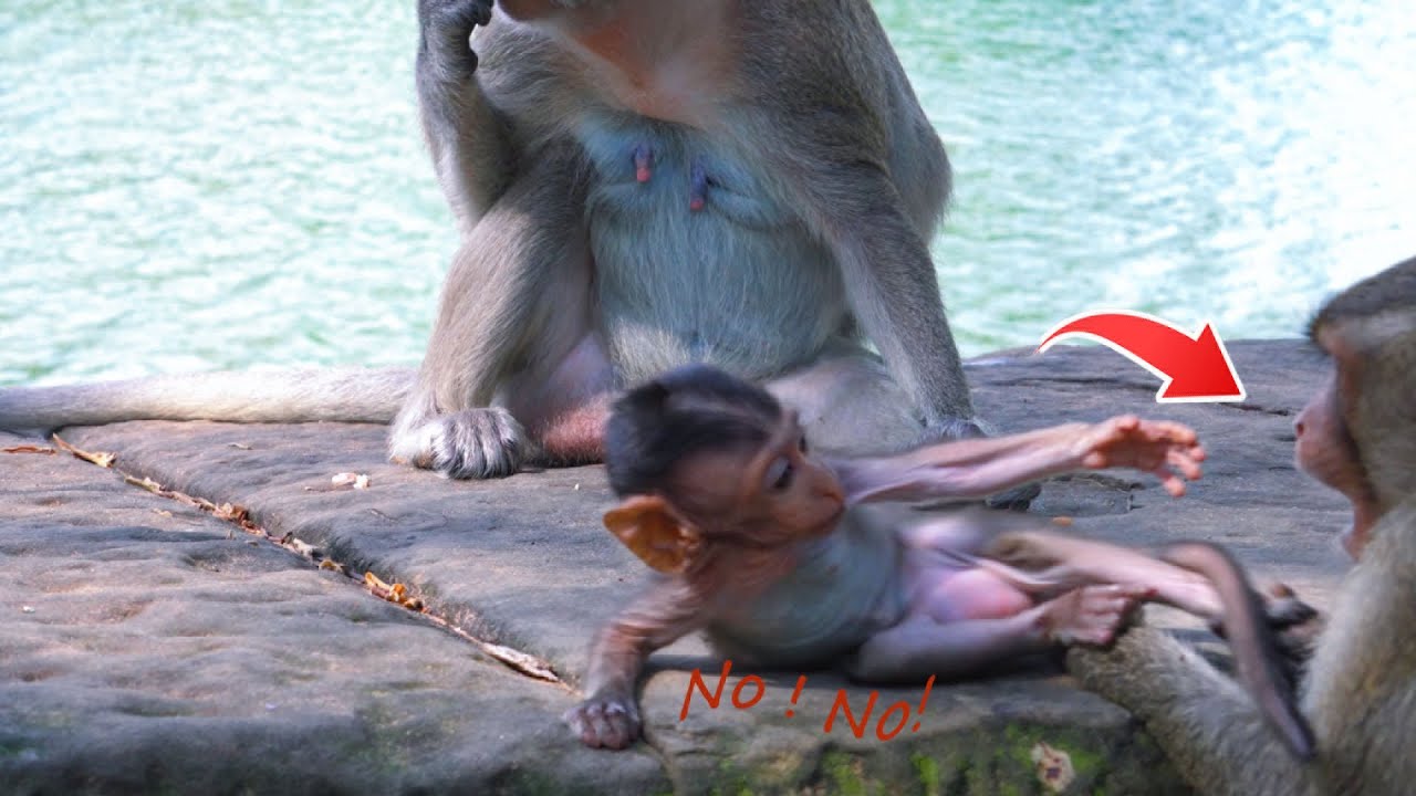 How Love Sister to brother _ Amara Monkey