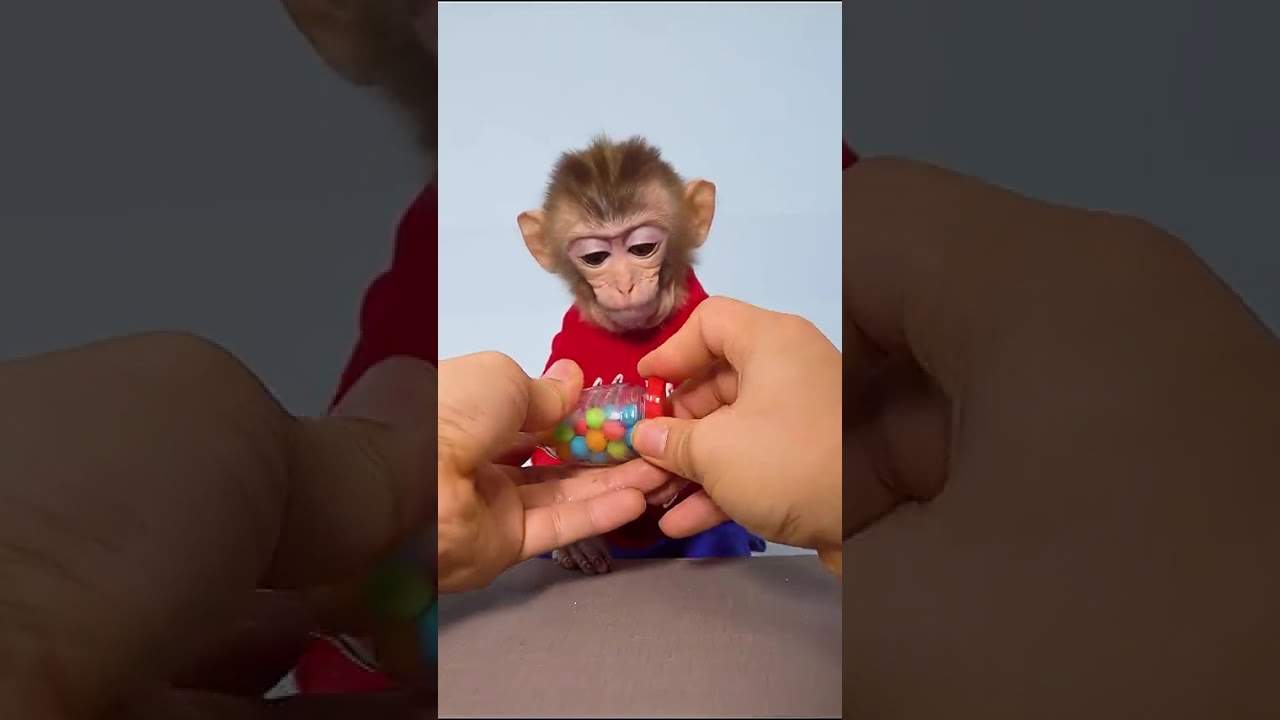 #monkey