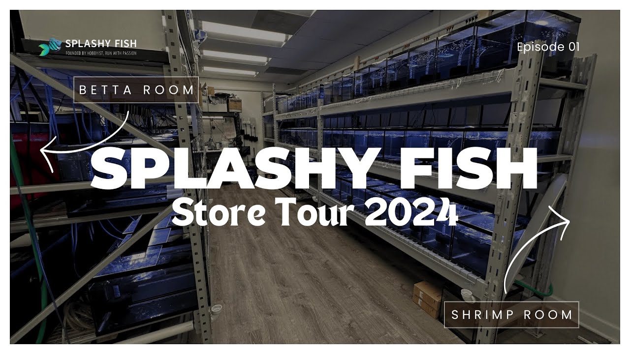 Splashy Fish Store Tour 2024 | Aquarium Store in Virginia