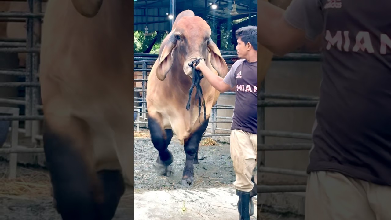 Huge red Brahman bull out of his barn #cow #bullfarm #brahmanbull #shots #viralvideo #animalfarming